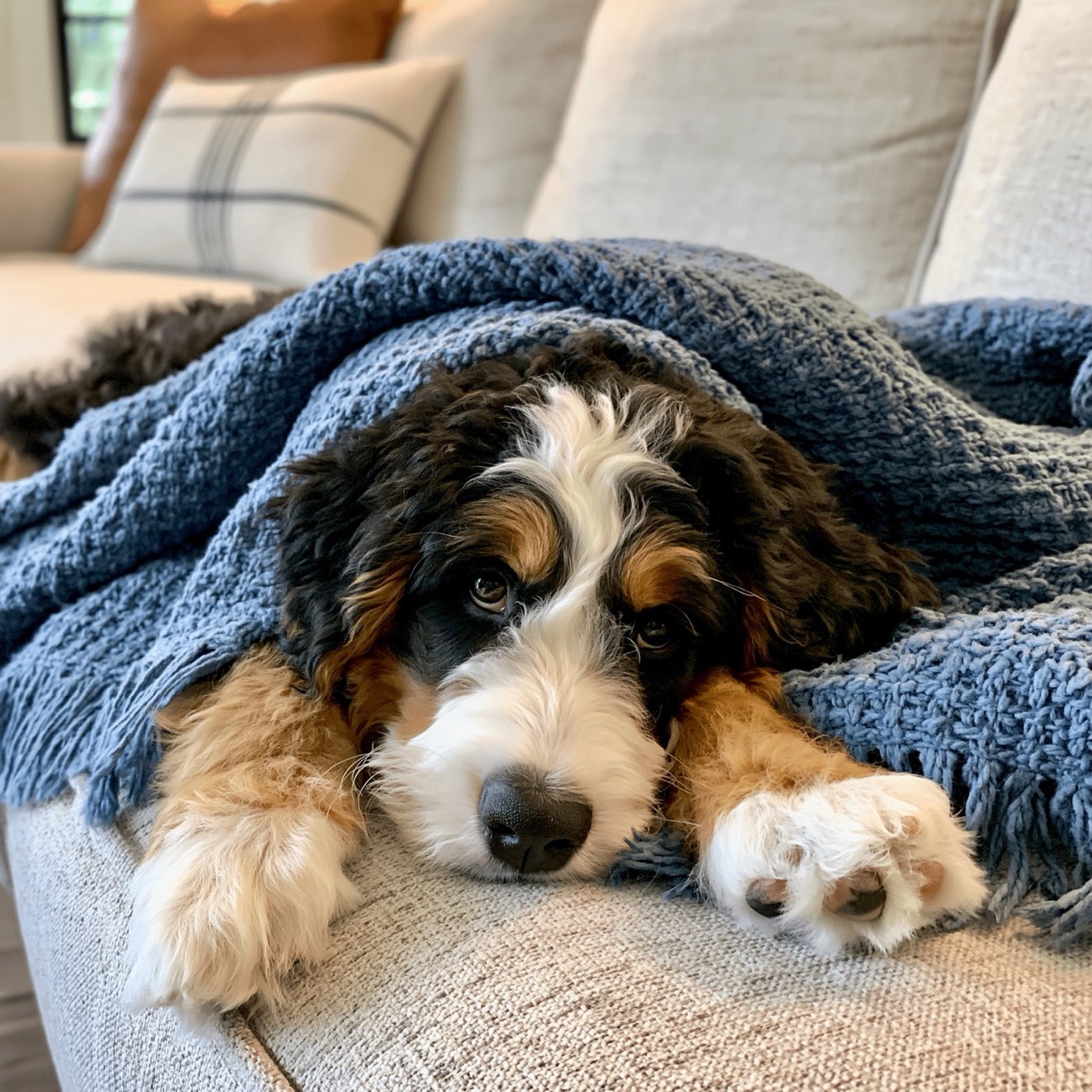 Bernedoodle puppy snuggled up